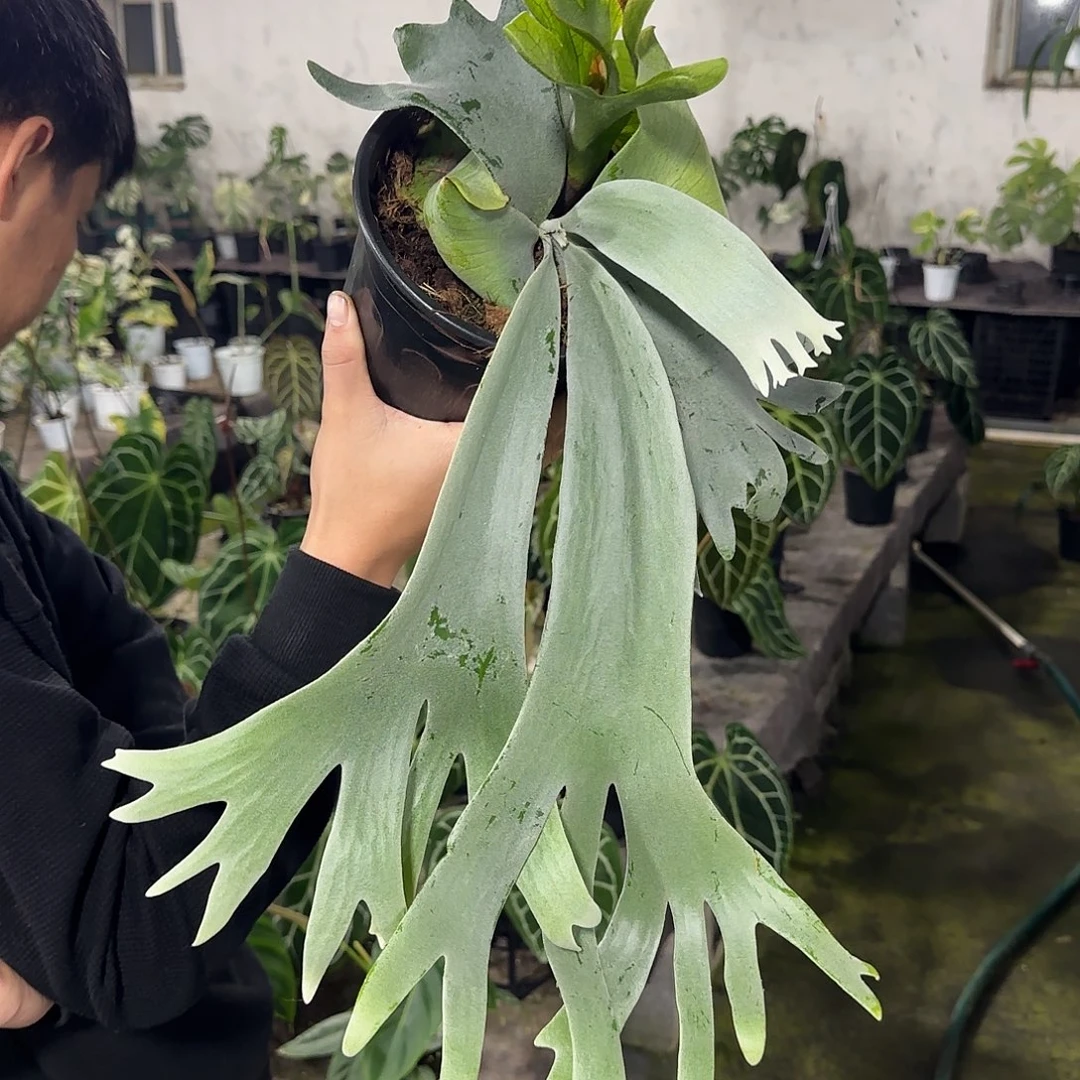 无花朵巴厘岛爪哇