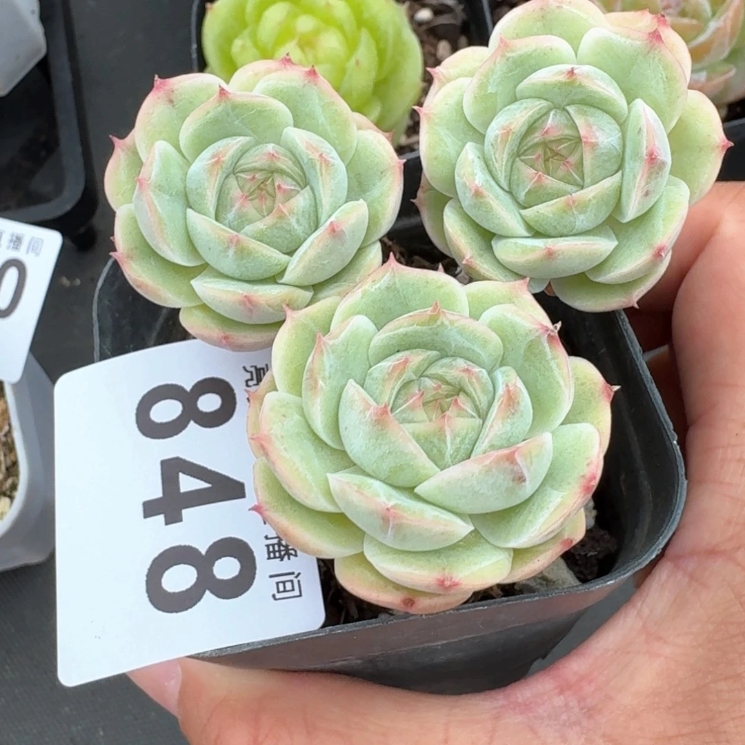 白芷珍妮            精美多肉植物