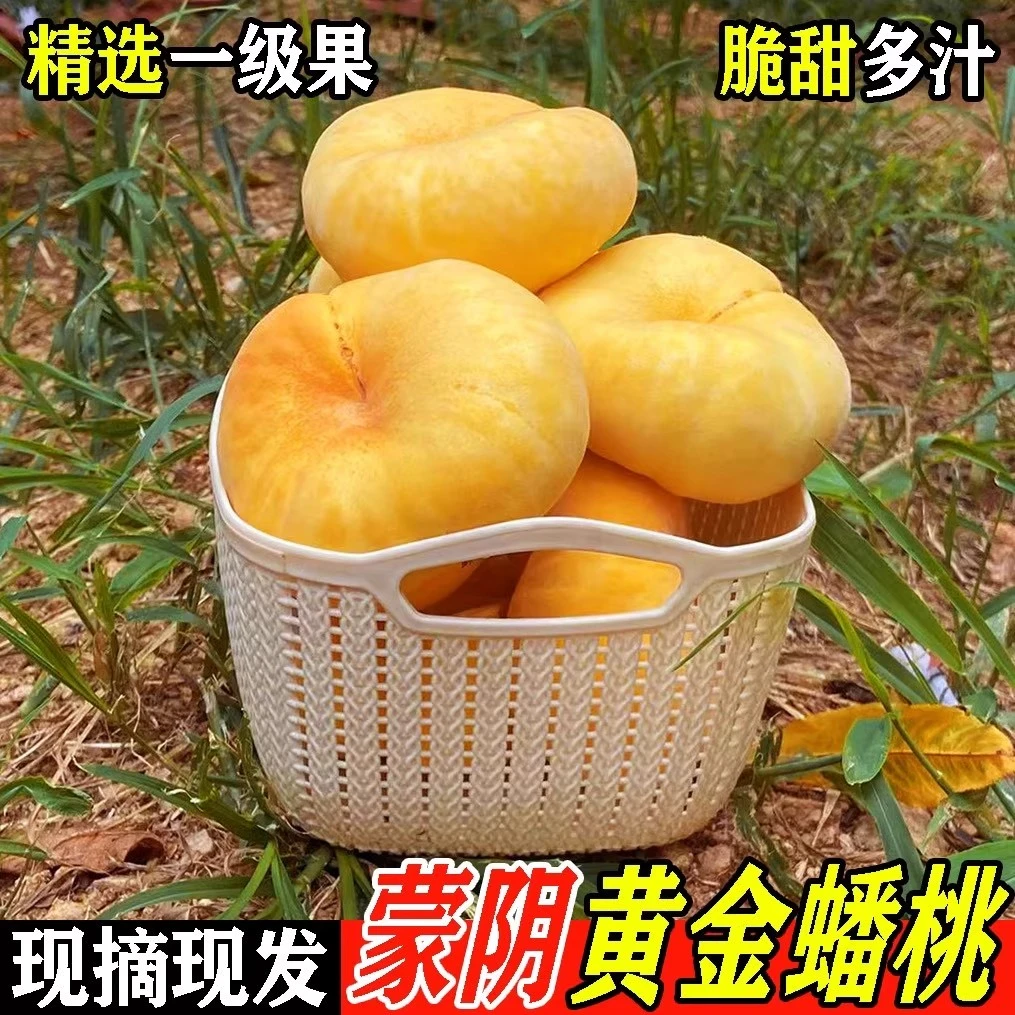 【精挑细选】蒙阴黄金蟠桃新鲜水果蟠桃黄桃扁桃子毛桃蒙阴蜜桃孕妇现摘山东省山东省黄桃同城送山东省
