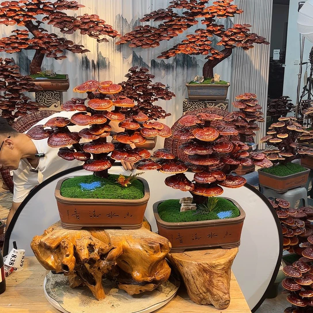 无花朵888888888888