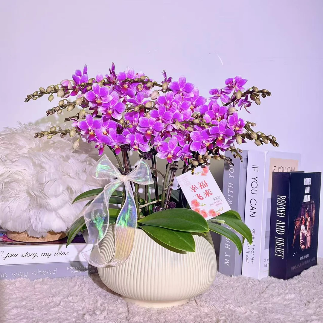 花掌柜 香格里拉 年宵花带香味蝴蝶兰 紫色花型 真花