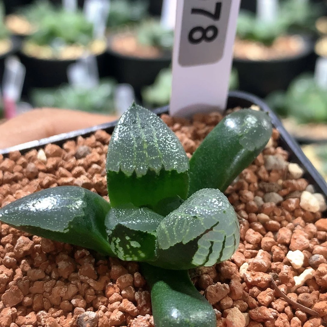 实生裹克尺寸6.4cm