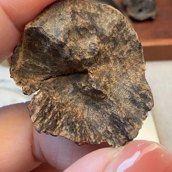 沉香摆件海南沉水老包头3克