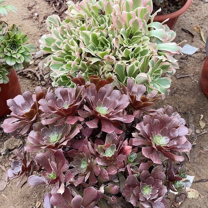 2棵玫瑰玫瑰玫瑰玫瑰