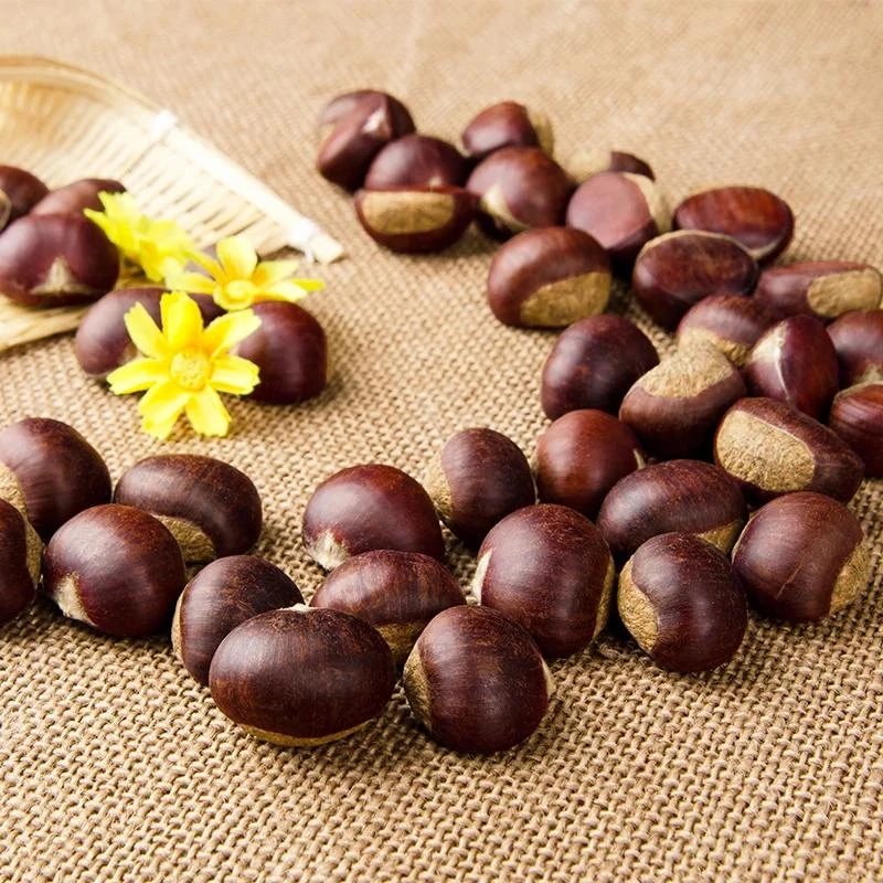 【小李书记优选】山东特产板栗新鲜生现摘现发软糯香甜皮薄栗香