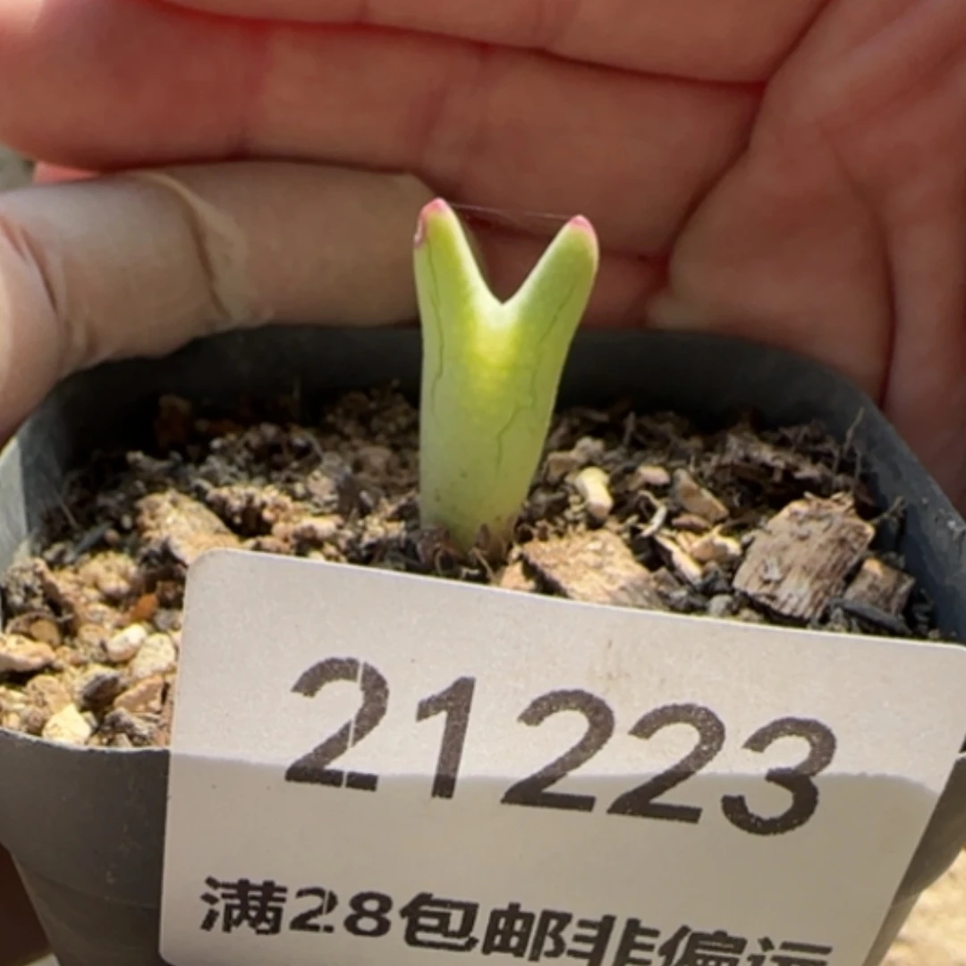 【闪购商品】小**…21223