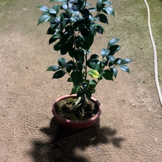 当前无花栽培后可以开花