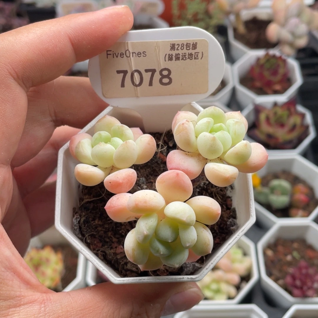 玉如意7078-6.5厘米
