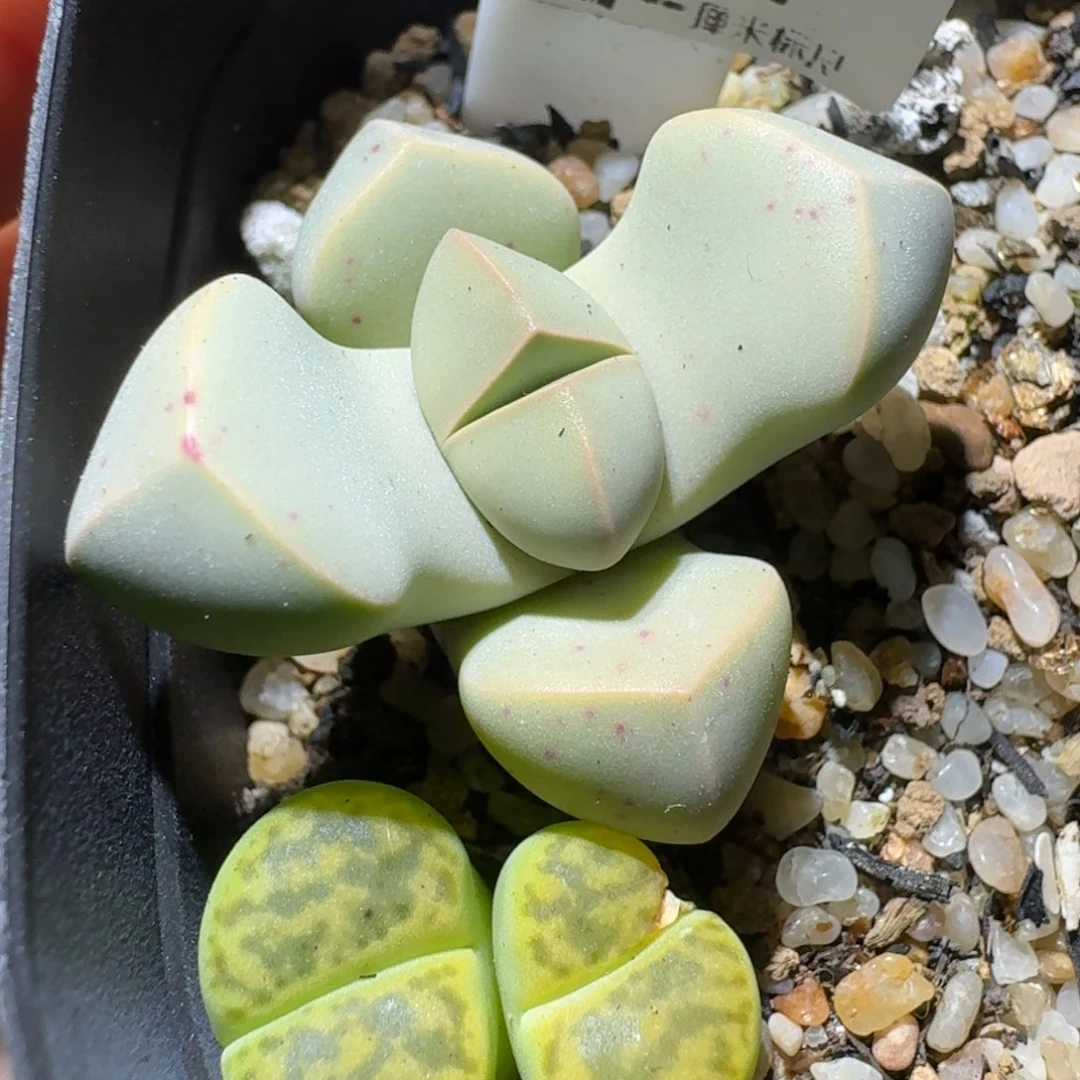 高品质生石花清清674