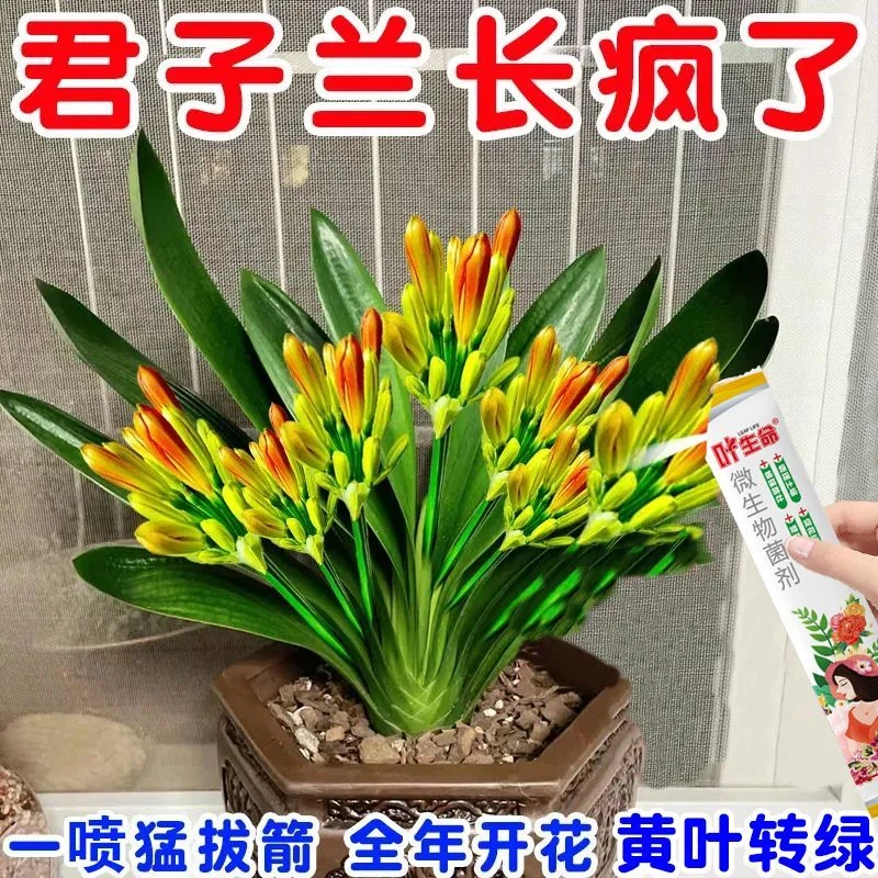 君子兰专用药拔箭催花生根养根促箭剂防黄叶烂根君子兰专用肥料