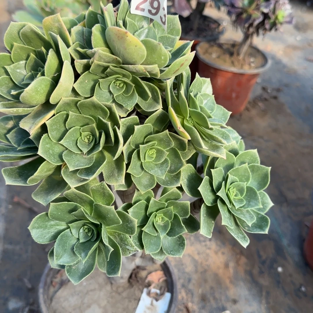 香腹293满20包邮断枝不包