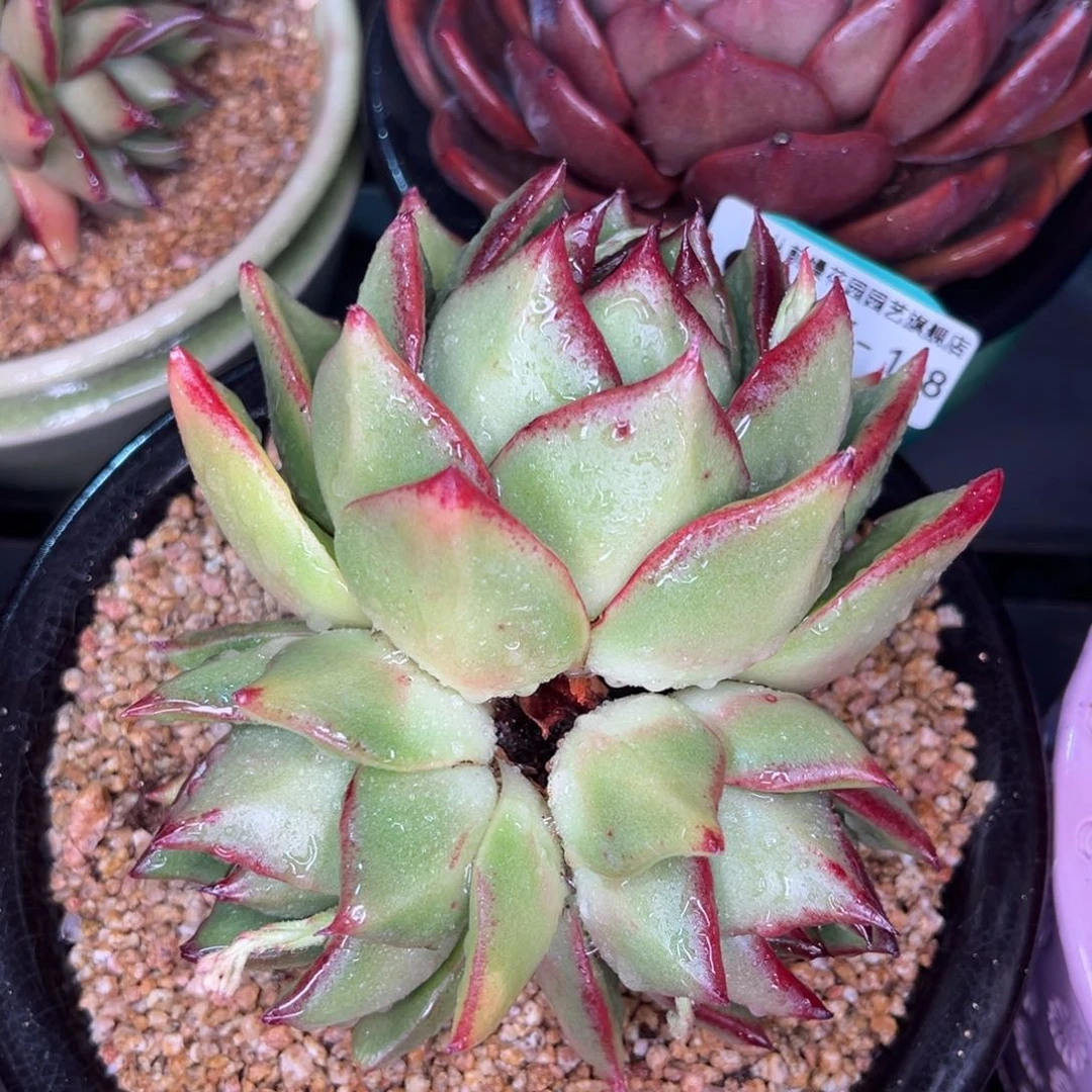 从前慢多肉精选编号0214.198