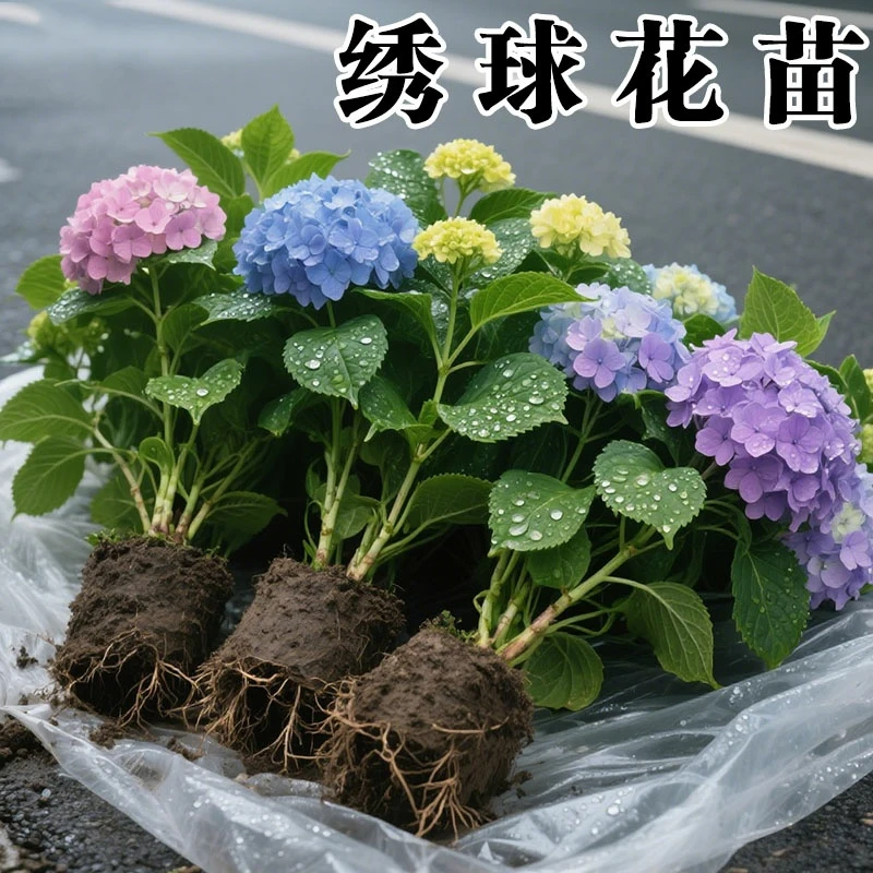 云南绣球花苗盆栽带花无尽夏四季栽卉室内绿植庭院花园耐寒好养活