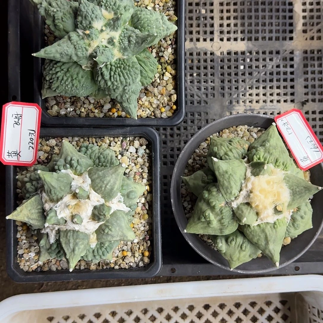 飛***三个怒涛牡丹仙人球