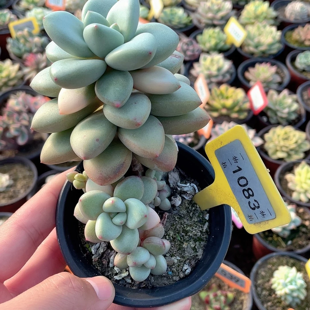 糖***果奶油宝宝1083号多肉