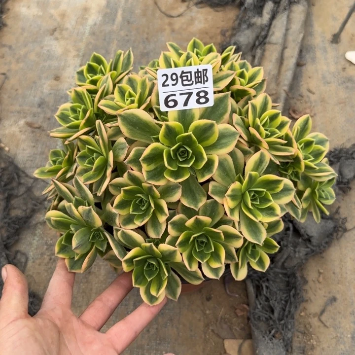 星爆……多肉植物……