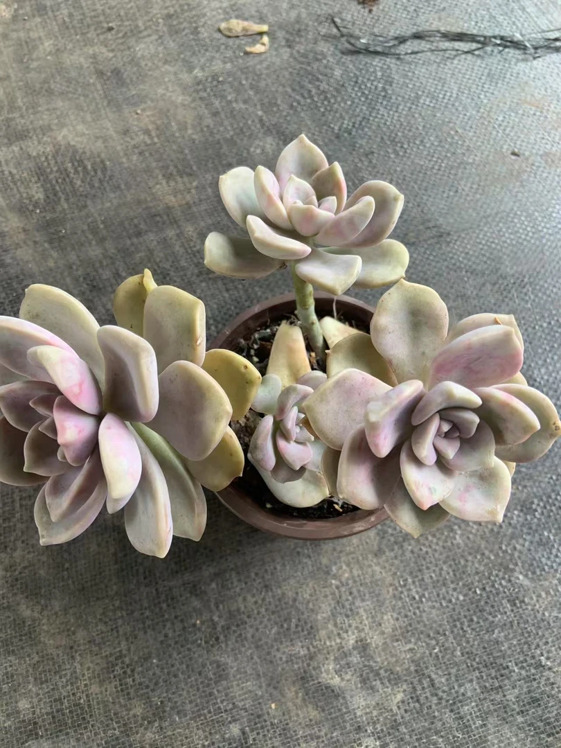 紫乐多肉植物好养好活适合新手阳台庭院必备