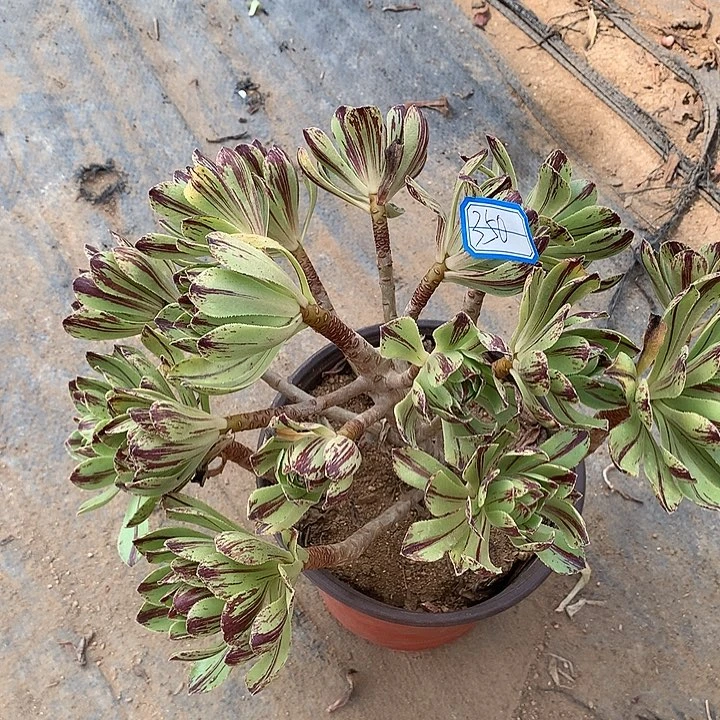 多肉植物必火350号码