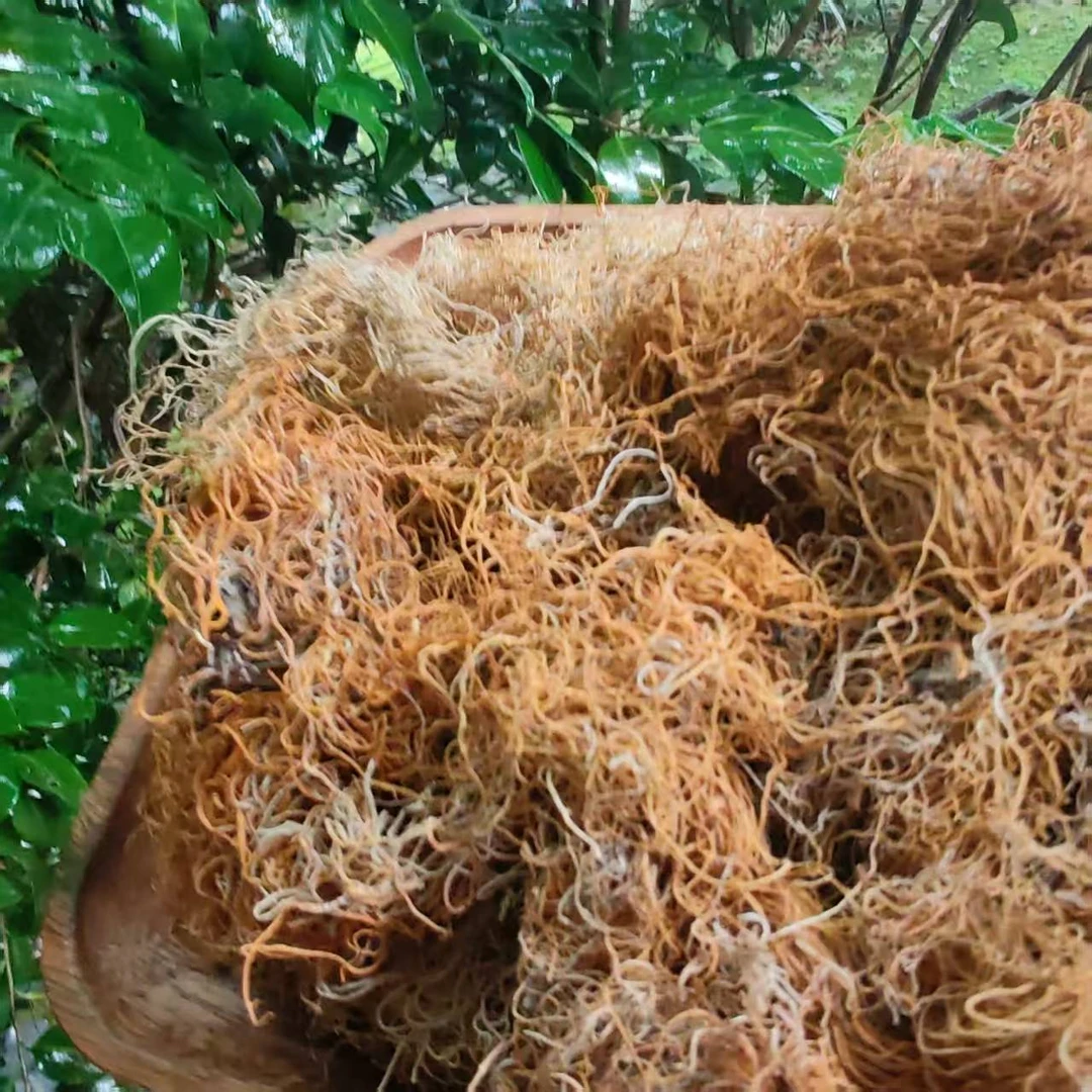 A【金-丝-红-雪-茶】净含量50g-100g【阿忠现收现卖】