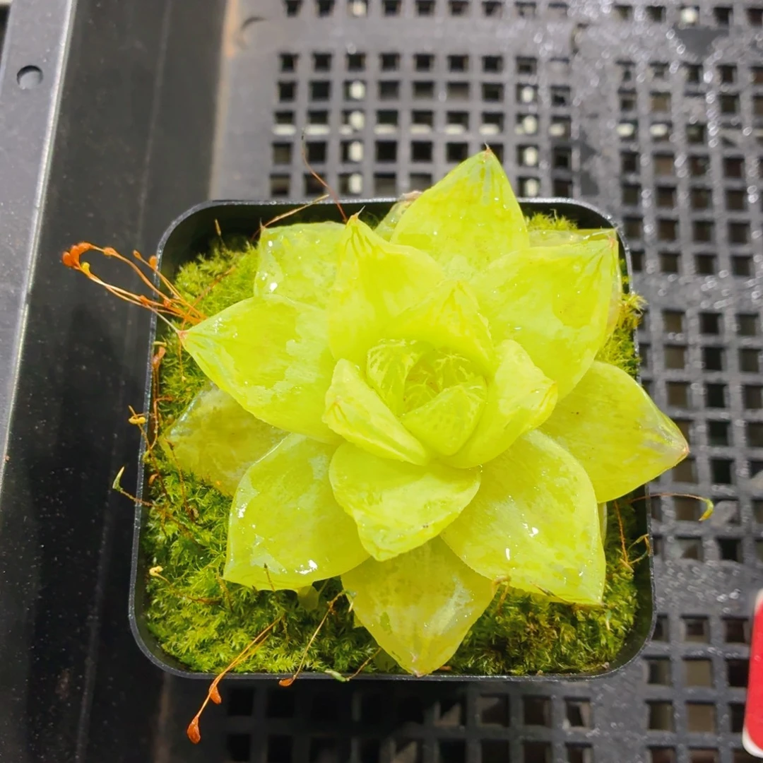 黄金玉露多肉9.9包邮发货