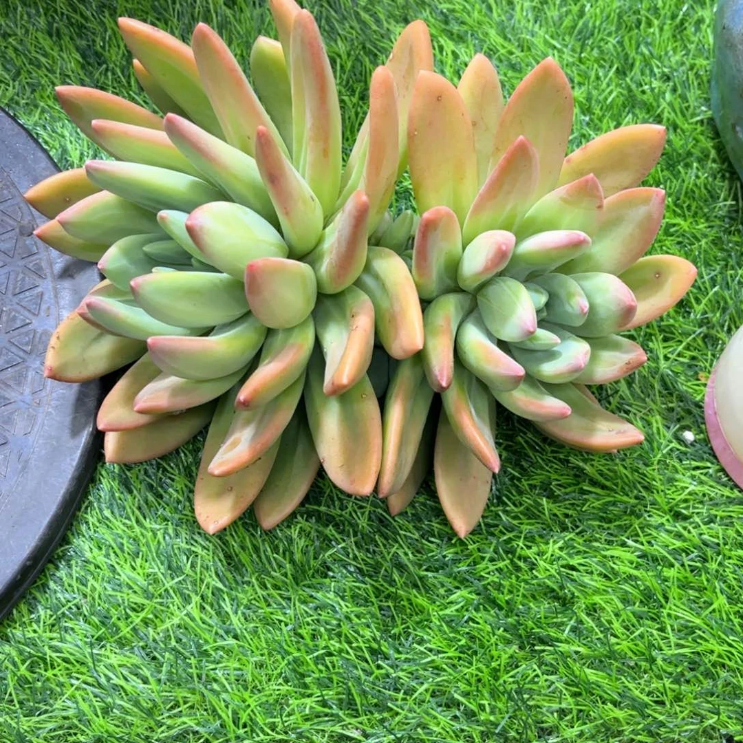 海洋之歌  多肉植物