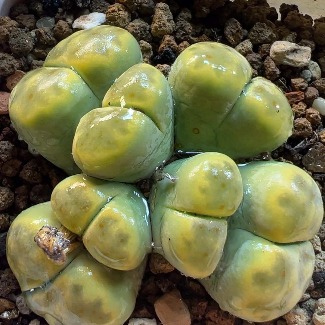 7头奶油绿神迪群多肉植物
