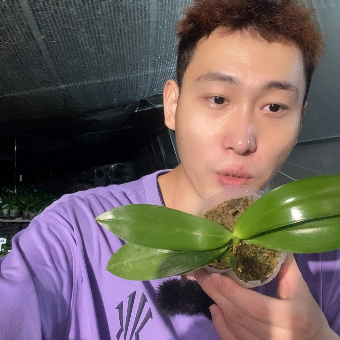 无花朵白盾交红路德