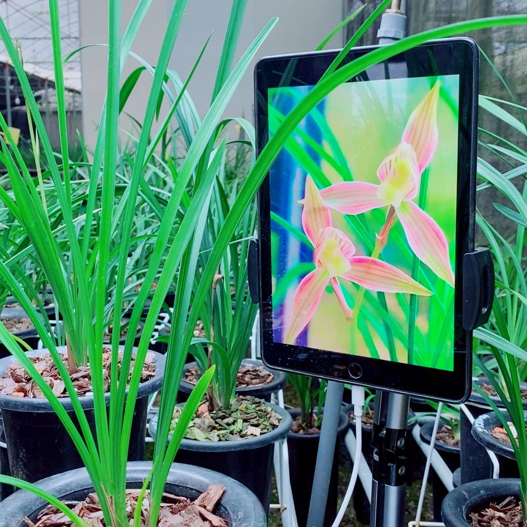 当前无花栽培后可以开花