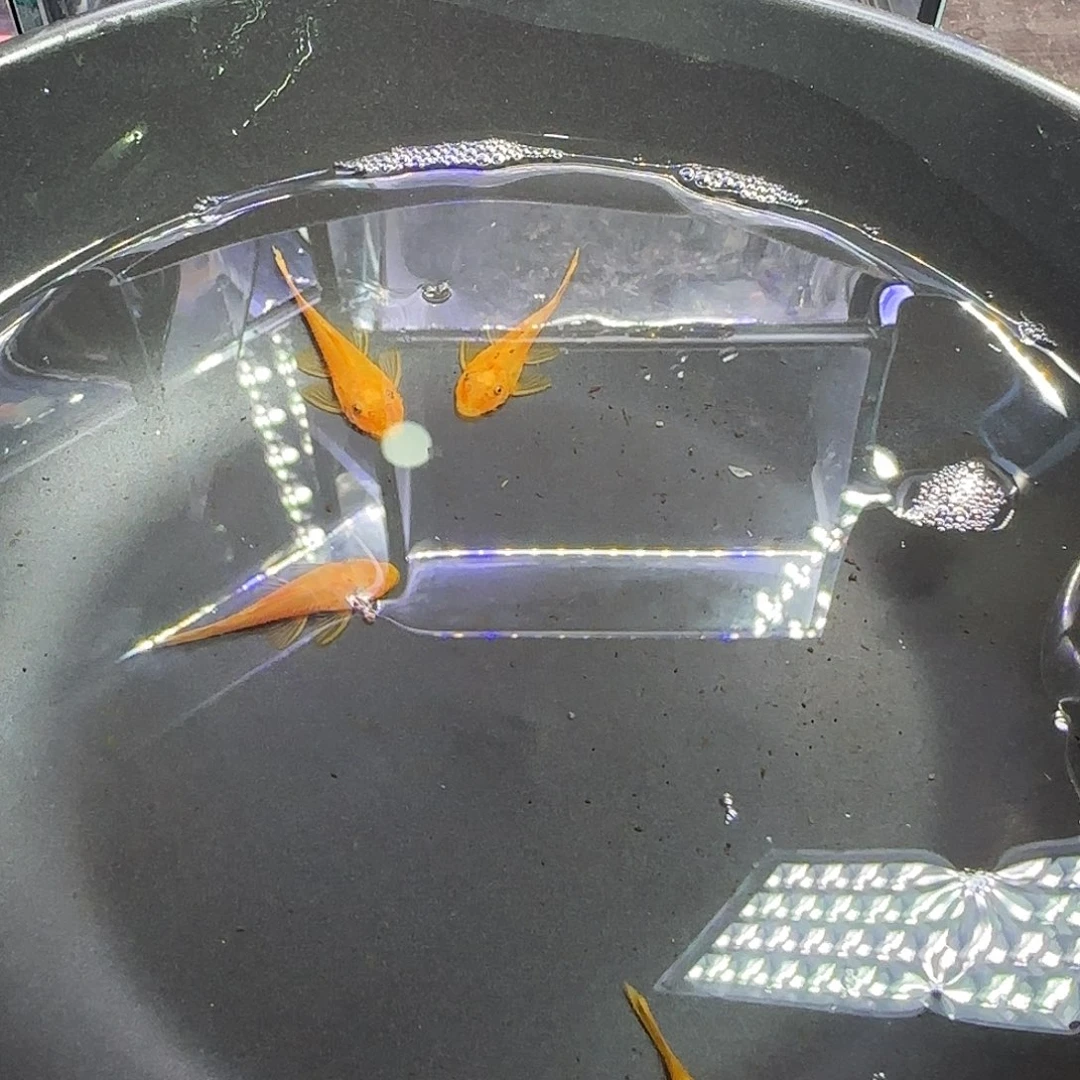 孔雀鱼黄金胡子六条