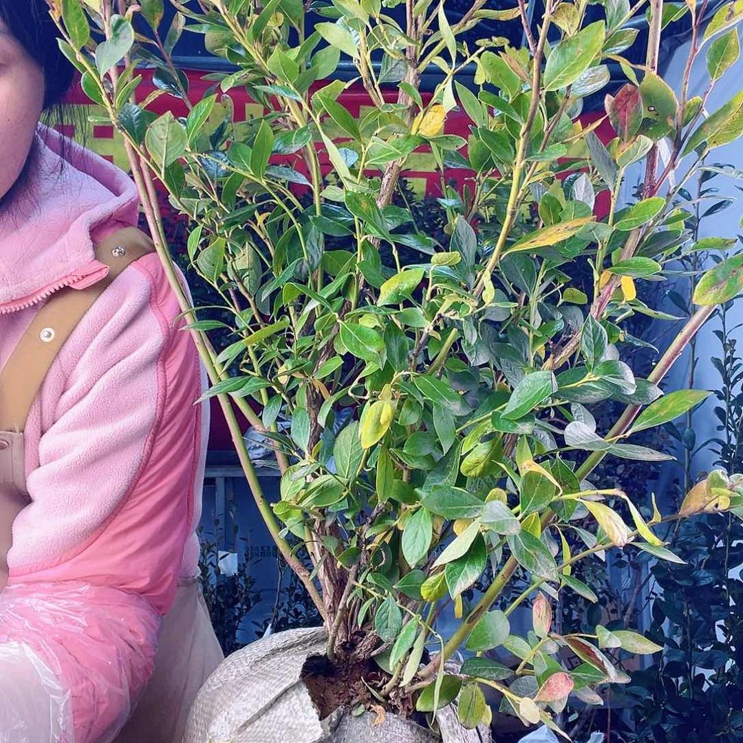 完全开放大果纯甜无酸蓝莓