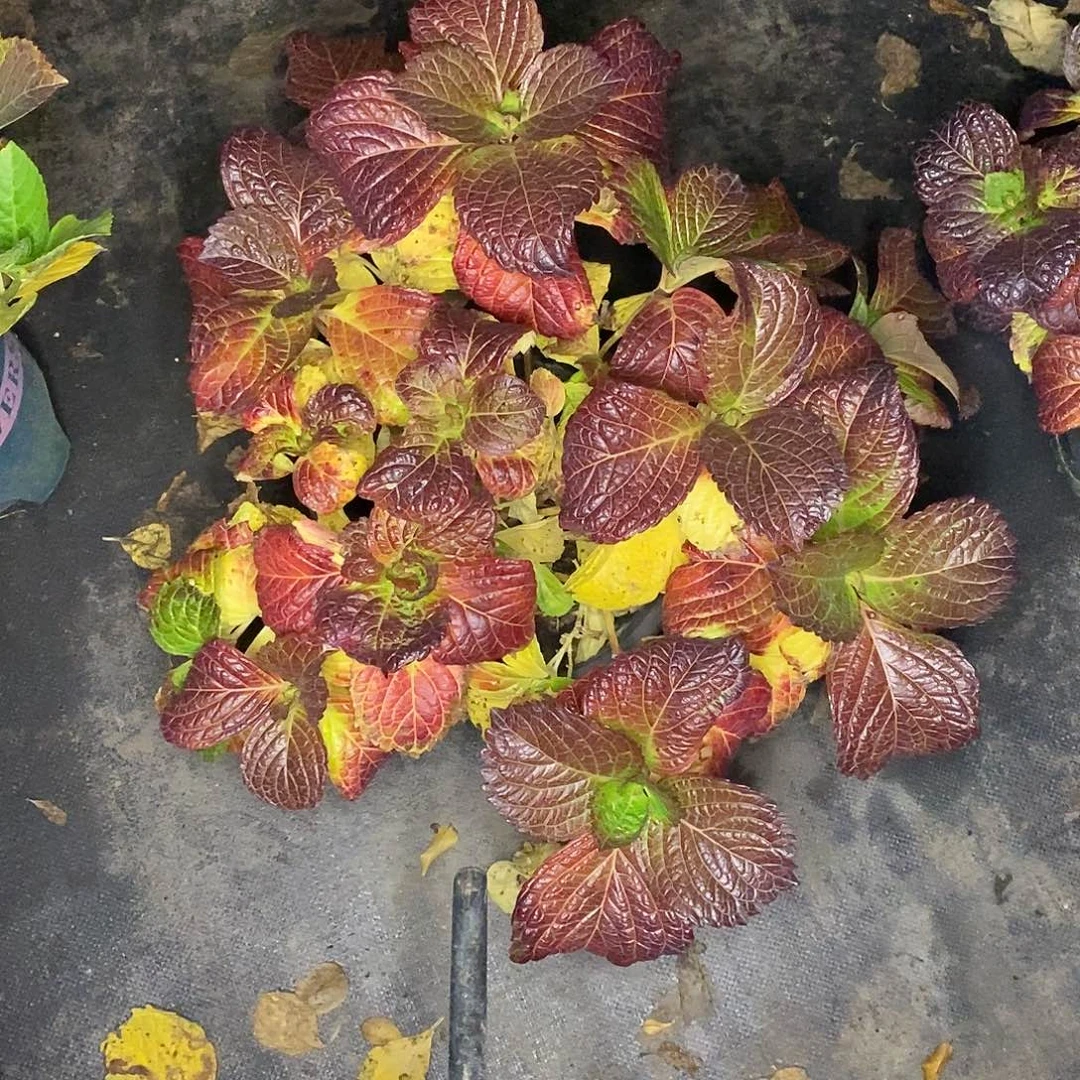 顶***）当前无花栽培后可以开花万华镜3加仑盆1盆