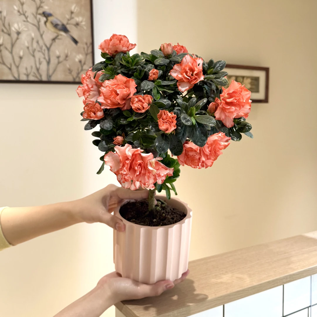 雅韵阁樱桃红杜鹃花带花苞盆栽室内客厅办公室前台绿色花卉绿植