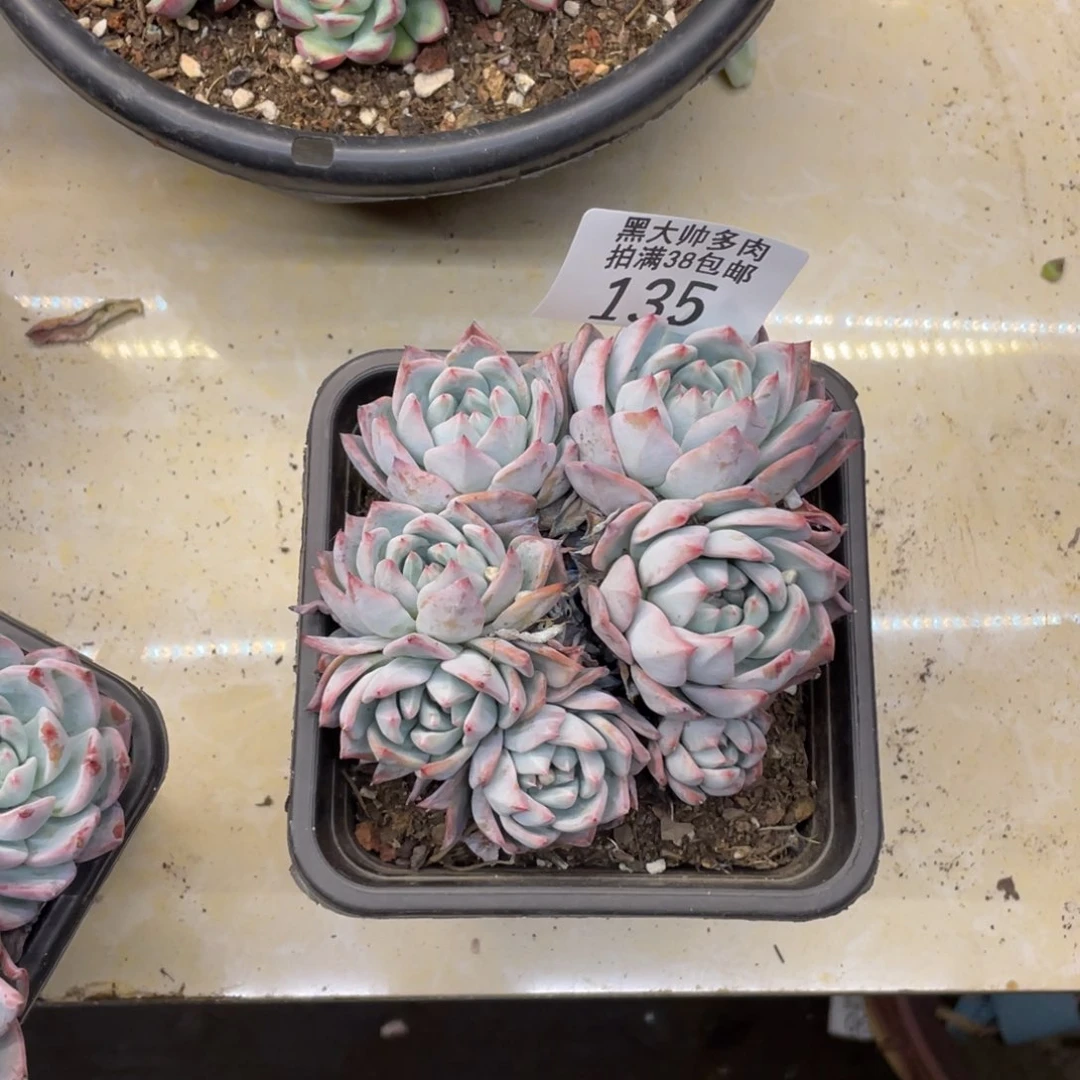 黑大帅多肉135粉蓝鸟