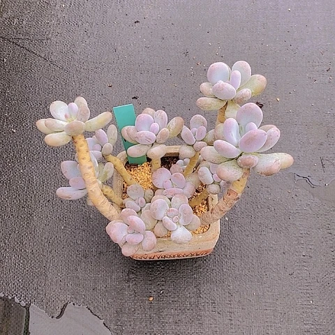 1277多肉植物老桩