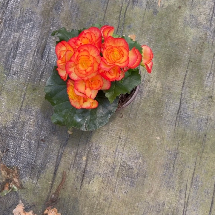 完全开放大花火焰丽格海棠