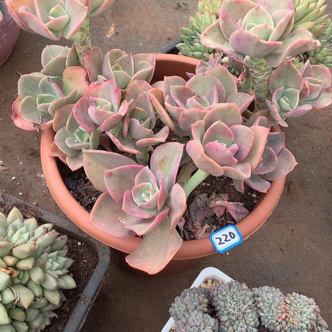 220贺氏 一物一拍多肉