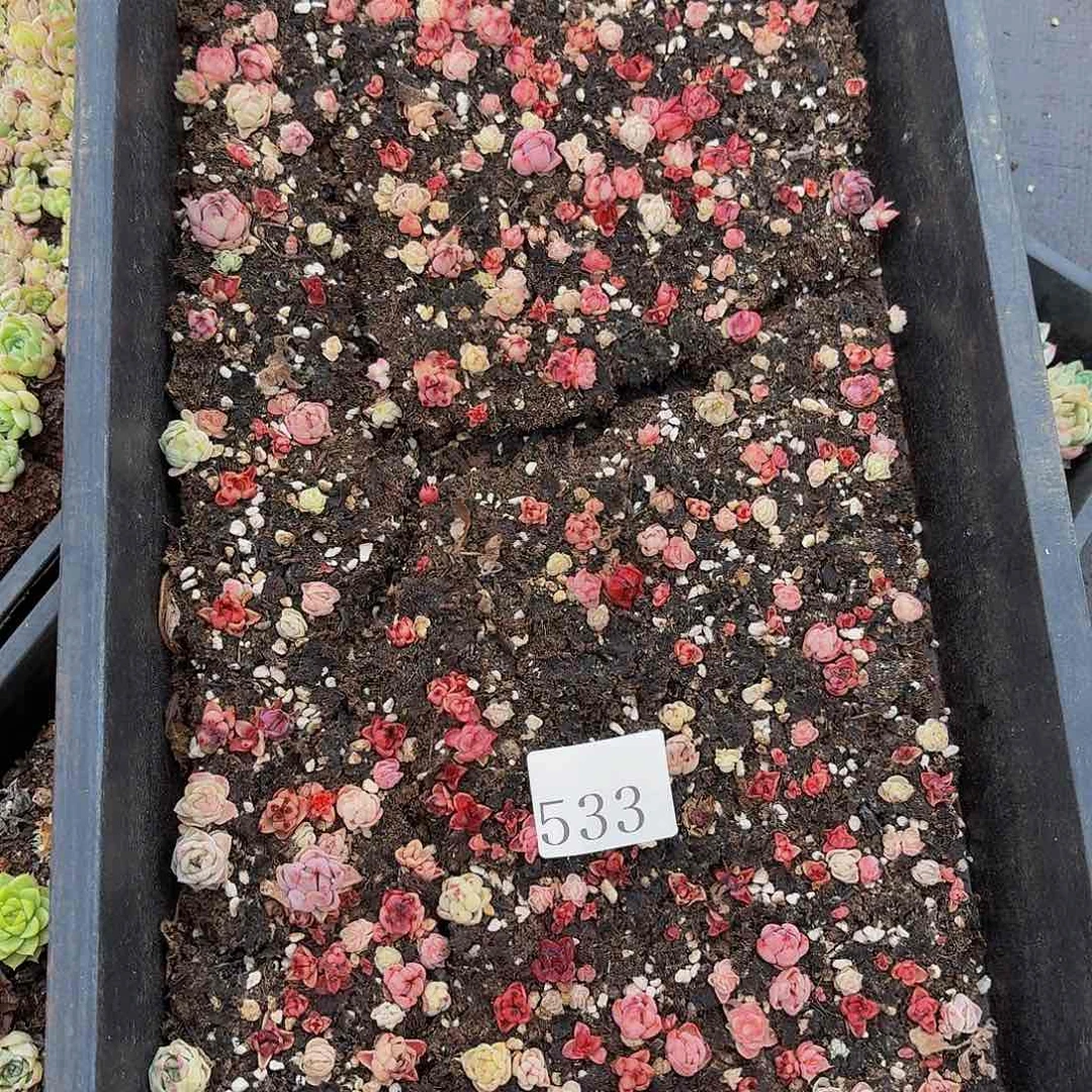 多肉植物多肉植物533