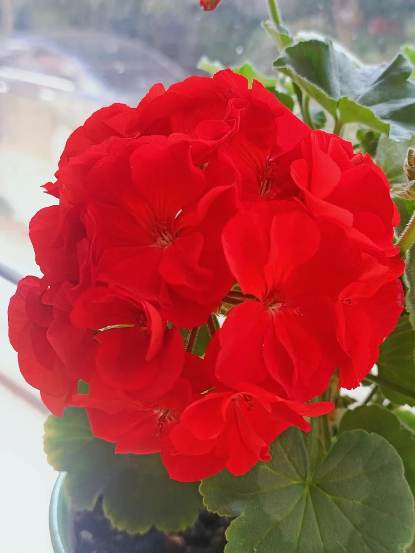 【中国红】直立系列天竺葵（包对版）