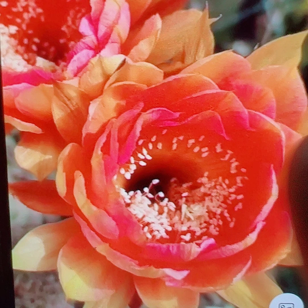 彩草 火焰莲花 侧芽 满20包邮