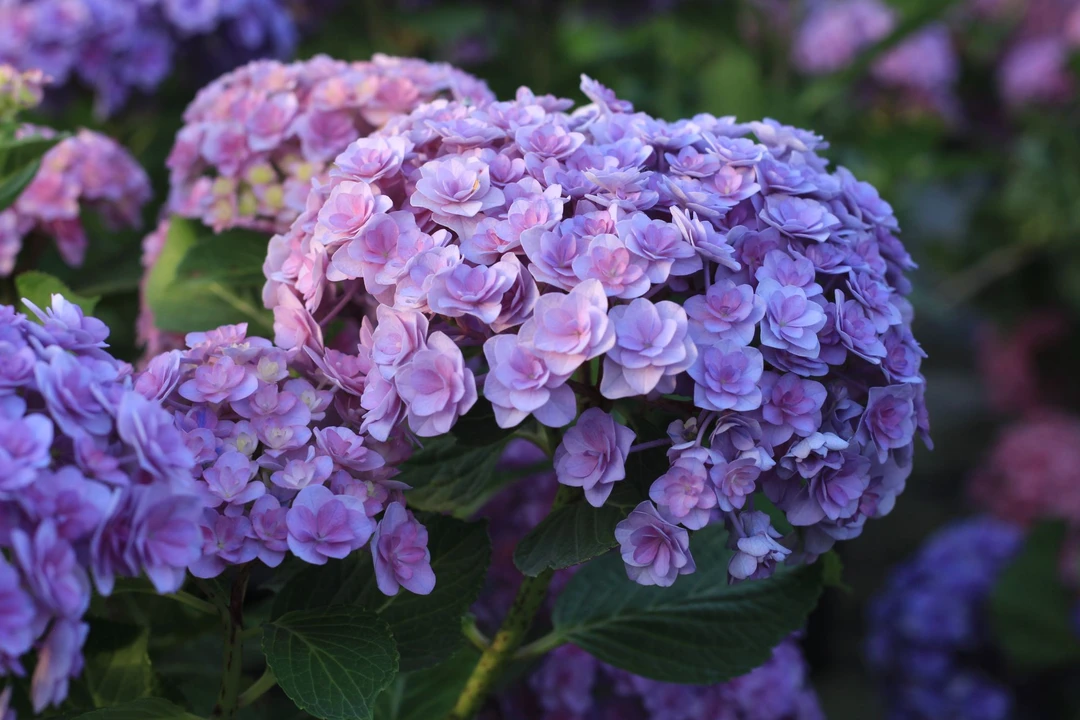 白日梦像花园-花宝4加仑精品