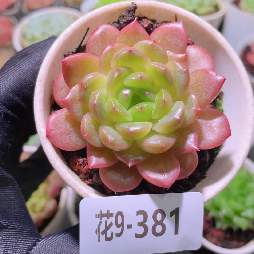 花利美9-381灵翠单头