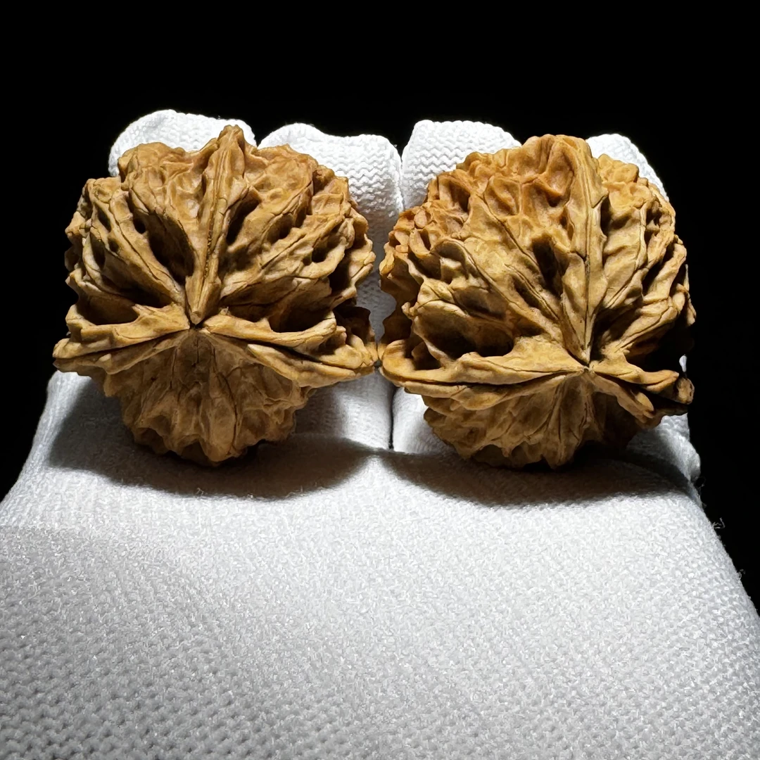 38尺寸珊瑚纹三棱云南铁核桃