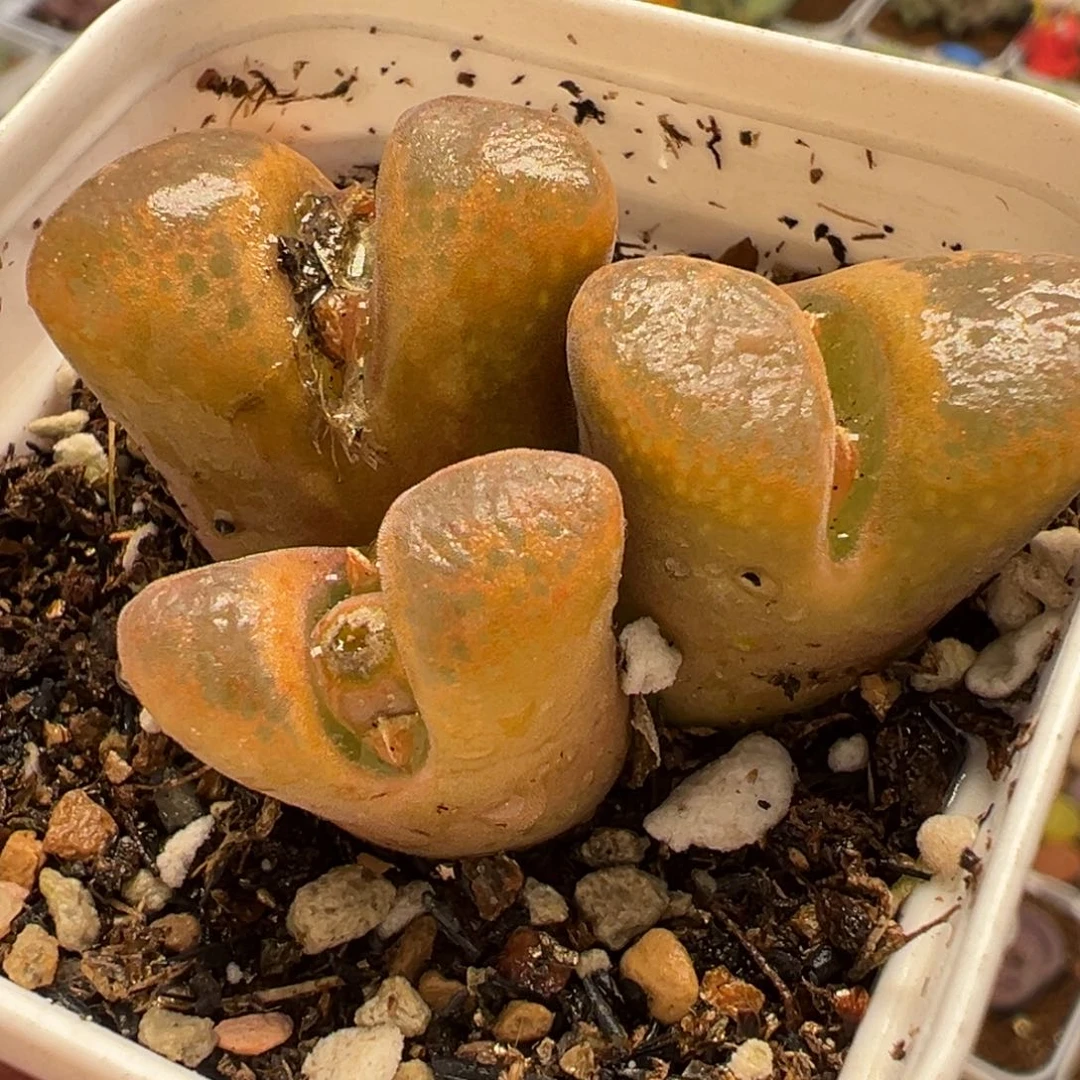 语***然152多肉植物种类多样