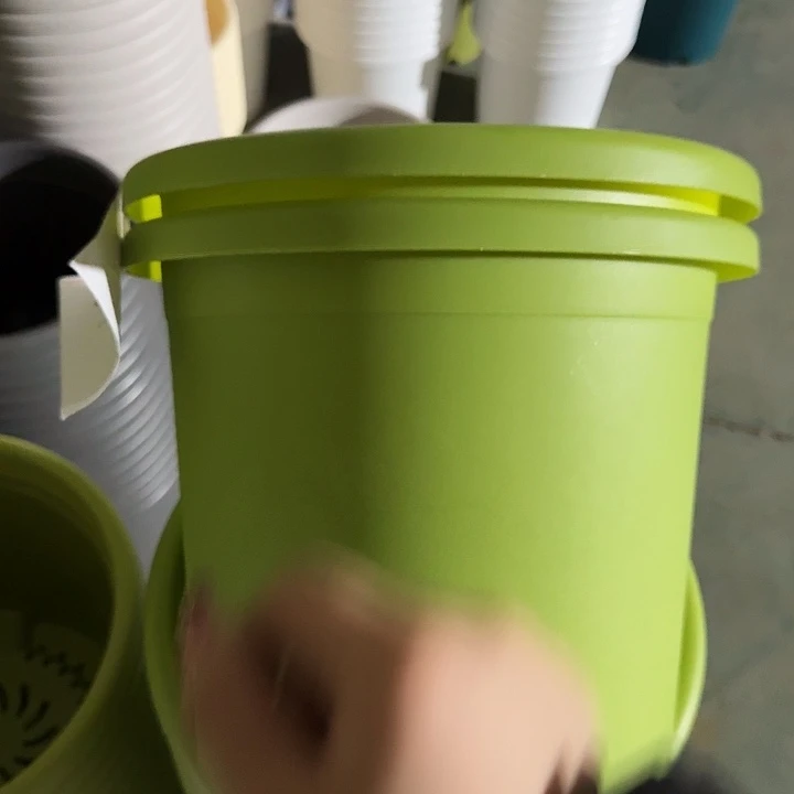 四季5号果绿无托5个