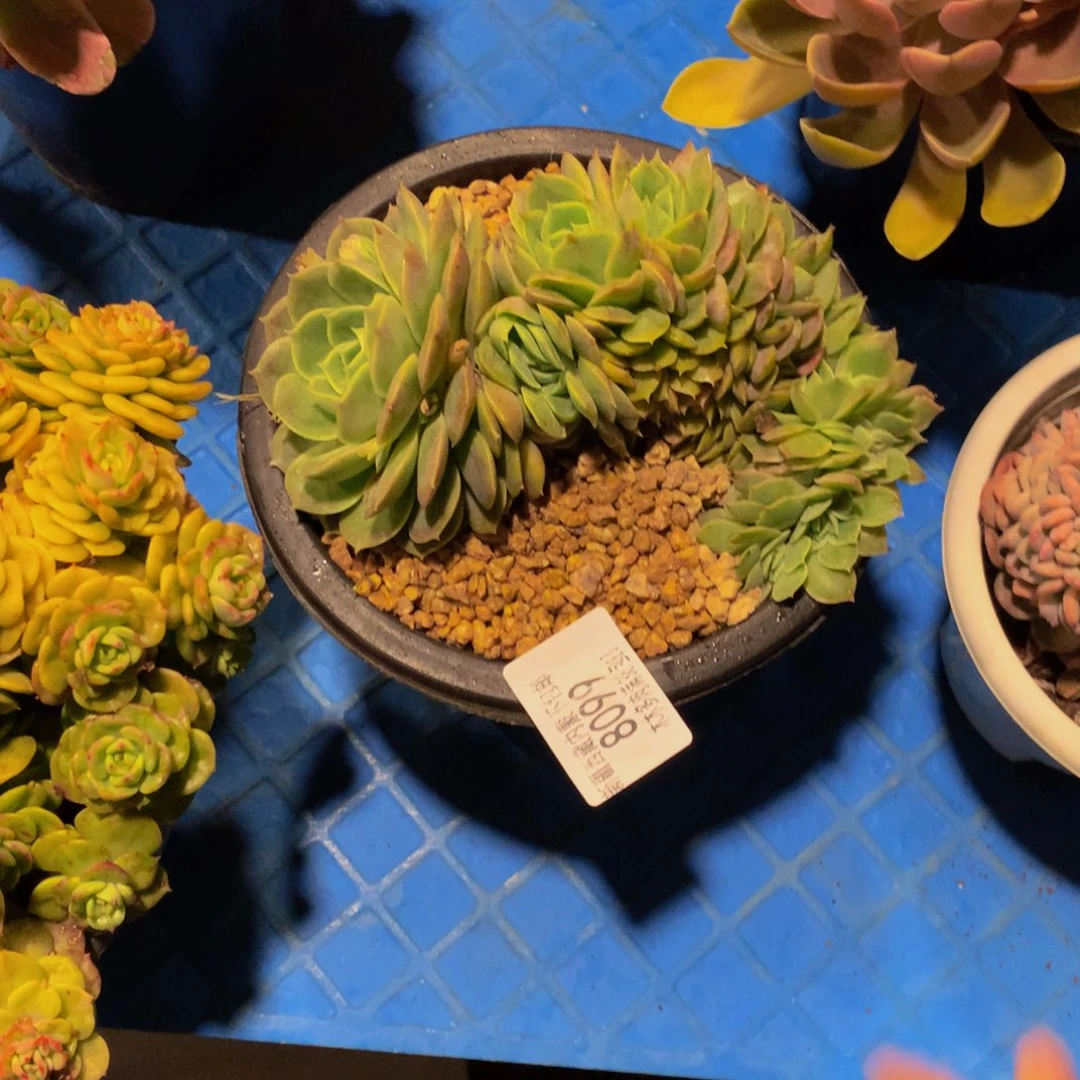 丽*梦8099昂斯诺缀化