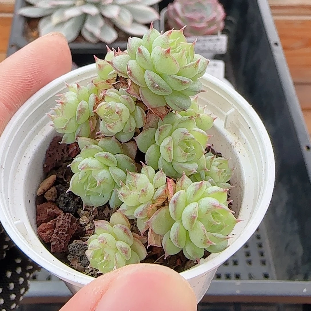 多肉1013--132虞姬