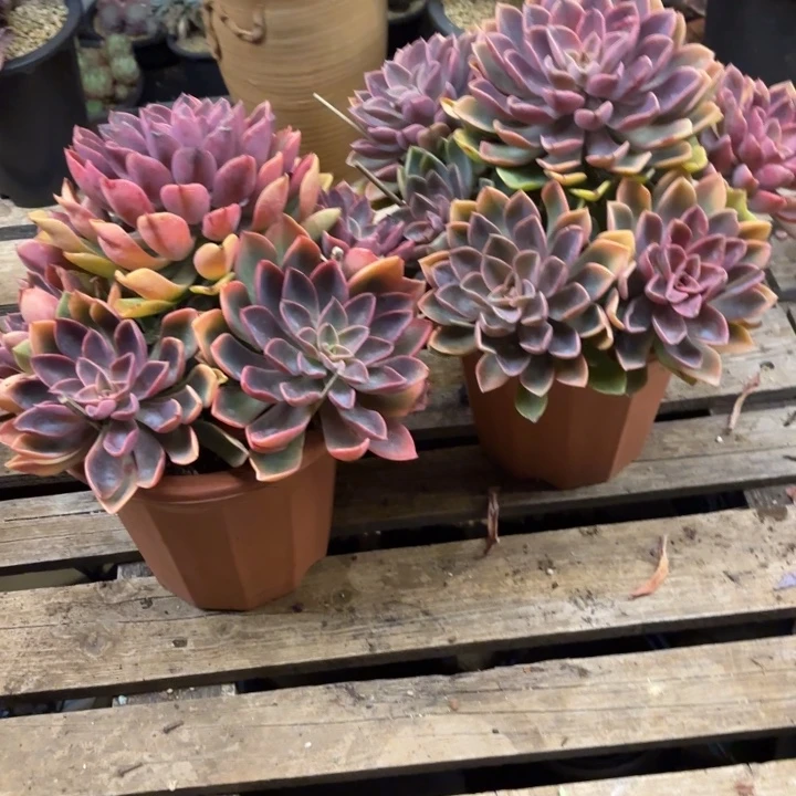 小***太多肉植物，紫气东来两棵46号