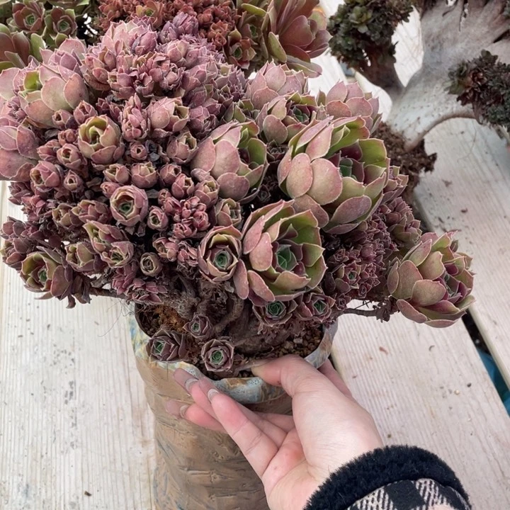 多肉多味儿菜也好吃又美味又