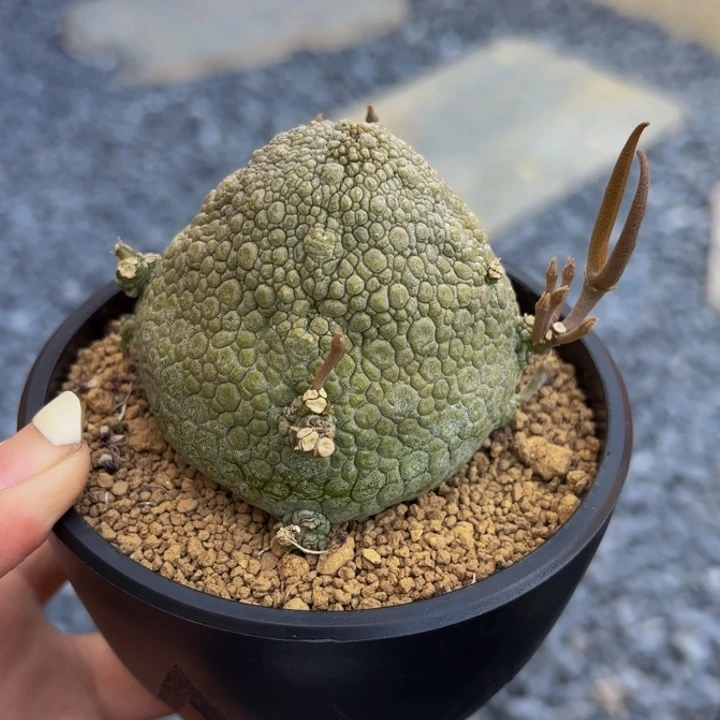 m实生矮胖哥斯拉凝蹄玉