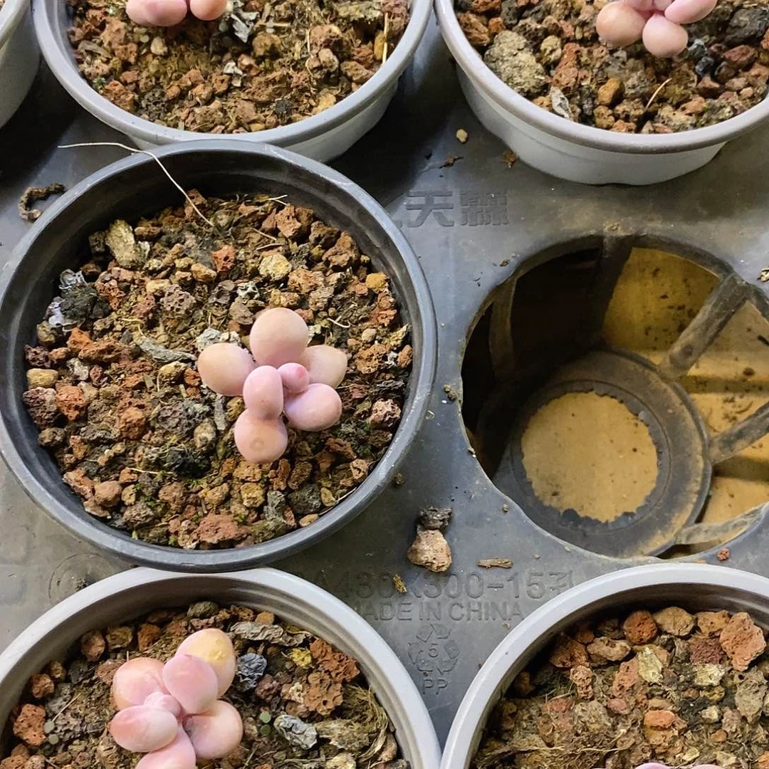 小桃蛋，福利多多